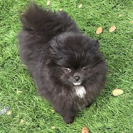 Luna - Pomeranian