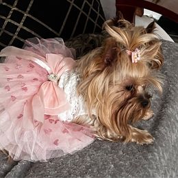 Princess - Yorkshire Terrier