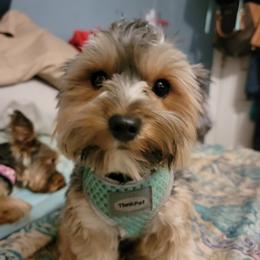 Axel - Yorkshire Terrier