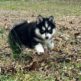 Mario - Black and white male Pomsky puppy in Monroe, Georgia from Beastly Beauties Huskies & Pomskies