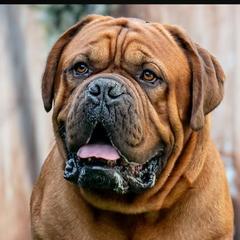Beau - Dogue de Bordeaux