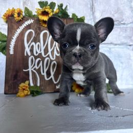Green collar - Blue female French Bulldog puppy in Tucson, Arizona from Furever Friends