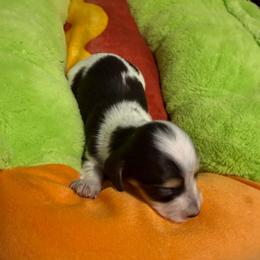 Tootsie - Piebald female Dachshund puppy in Irving, Texas from DFW Dachshunds by G & S