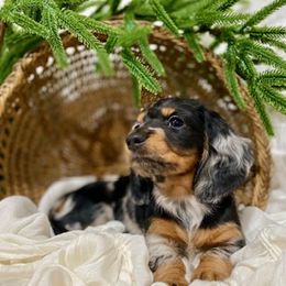 Dachshund Puppies from Down The Hill Potterdale
