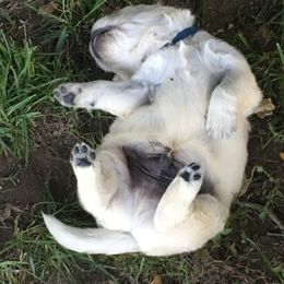 Golden Retriever Puppies from Dale Hollow Goldens