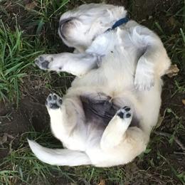 Golden Retriever Puppies from Dale Hollow Goldens