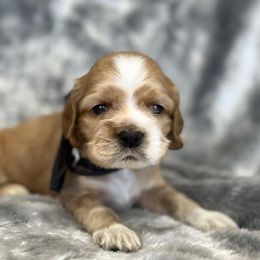 Cocker Spaniel Puppies from Bella Cavalier and Cockers
