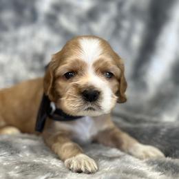 Cocker Spaniel Puppies from Bella Cavalier and Cockers