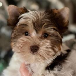 Nick - Yorkshire Terrier