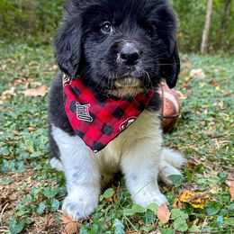 Assorted Doodle Crosses, Newfoundland, and Sheepadoodle Puppies from Sweet Creek Pups