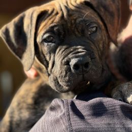 Boerboel Puppies from Erickson Ranch Boerboels