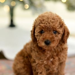 Peppermint Cocoa - Red  female Goldendoodle puppy in Ivins, Utah from Hygge & Hound by McKenzie