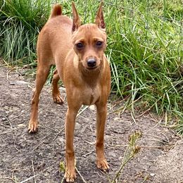 Wish - Miniature Pinscher