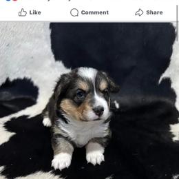 Pembroke Welsh Corgi Puppies from LTT Corgis