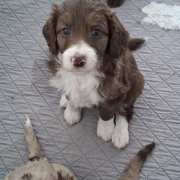 Aussiedoodle and Miniature Australian Shepherd Puppies from Aussies Acre