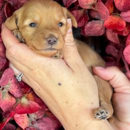 Ember - Apricot male Goldendoodle puppy in Enumclaw, Washington from Owen-a-Doodle