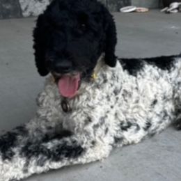 Aussiedoodles and Poodles from Double Down Doodles & Poodles