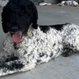 Aussiedoodles and Poodles from Double Down Doodles & Poodles