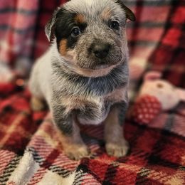 Harmony - Blue female Australian Cattle Dog puppy in Sneedville, Tennessee from JoAnn's Australian Cattle Dogs