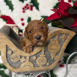 Axel - Parti male Goldendoodle puppy in Roseburg, Oregon from Dbos Furry Friends