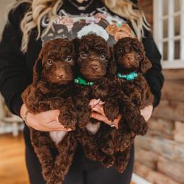 Bernedoodle and Poodle Puppies from Miranda’s Sunshine Poodles and Doodles