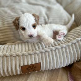 Autumn - Parti female Goldendoodle puppy in San Jose, California from Doodle Amore