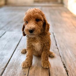 Clementine - Red  female Goldendoodle puppy in Macclenny, Florida from Baker County Goldendoodles