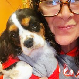 Nova - Cavalier King Charles Spaniel