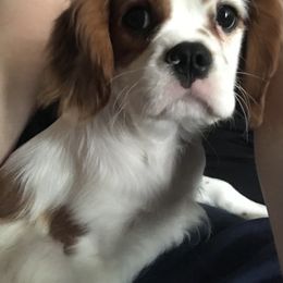 Cavalier King Charles Spaniel Puppies from Christina’s Cavaliers