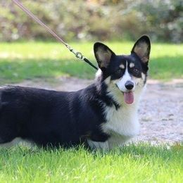 Peppa - Pembroke Welsh Corgi