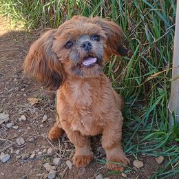 Gabe - Red male Shih Tzu puppy in Wild Rose, Wisconsin from Sorenson's Shih-tzus