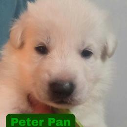 Boy 1 - White male German Shepherd puppy in Tonopah, Nevada from Mercy's White Shepherds