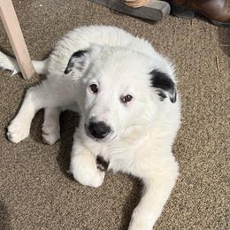Dot - White ticked female Border Collie puppy in Salem, Indiana from Hidden Creek