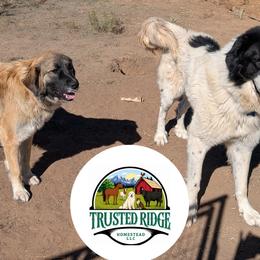 Colorado Mountain Dogs and Golden Retrievers from Splish Splash Goldens LLC & Trusted Ridge Homestead LLC