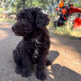 Sunny - Red female Aussiedoodle puppy in Colorado Springs, Colorado from Pesky Redneck Mini Ranch