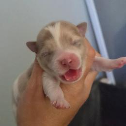 Sloane - Merle male Chihuahua puppy in Newark, Ohio from Gemini Kennels
