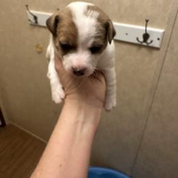 W Girl 4 - Brown and white female Jack Russell Terrier puppy in Maysville, Oklahoma from MO’s Jack Russells