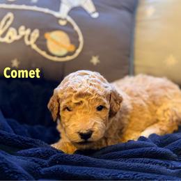 Comet - Cream male Goldendoodle puppy in Noblesville, Indiana from Heart & Paw Goldendoodle Co.