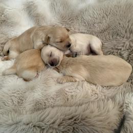 Maltipoo puppies from Marci's Maltipoos