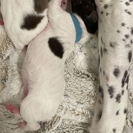 Reba - Teal Collar - White and liver female German Shorthaired Pointer puppy in Conroe, Texas from Tipsy Rabbit GSP TopDog Kennel