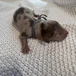 Cockapoo and Dachshund Puppies from Cochran's Cockapoo's