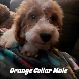 Orange Collar Male - aka Orange Beach, Alabama - Parti male Goldendoodle puppy in Eunice, Louisiana from Maison De Pawz