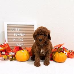 Saturday - Red  male Goldendoodle puppy in Kissimmee, Florida from Poodle Doodle Kennels