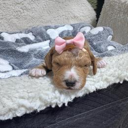Caramel - Apricot female Goldendoodle puppy in Carmichaels, Pennsylvania from JensenBelle Doodles