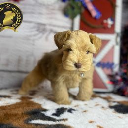 Miniature Schnauzer Puppies from Forever Schnauzers