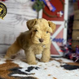 Miniature Schnauzer Puppies from Forever Schnauzers