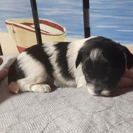 Polkadot - Black and white female Shichon puppy in Imperial, Missouri from Shichon Teddybear  puppies of Miss