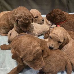Poodle Puppies from Salina Querna