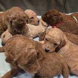 Poodle Puppies from Salina Querna