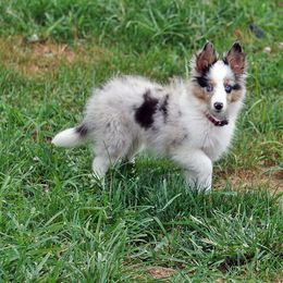 Rottweiler and Toy Shetland Sheepdog Puppies from Mountain High Kennels